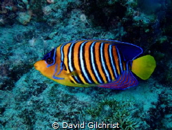 A Royal Angelfish, a beauty of the Red Sea. by David Gilchrist 
